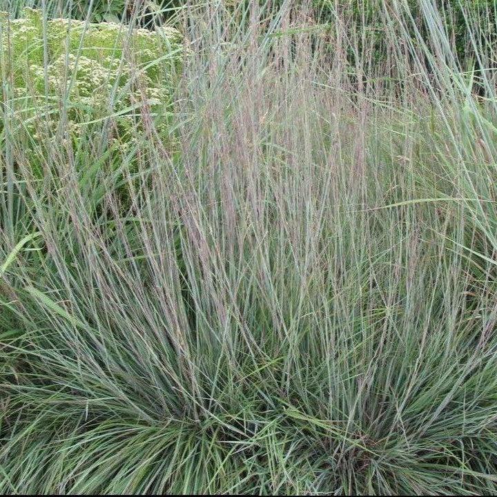 Schizachyrium scoparium - Blue Heaven Little Bluestem