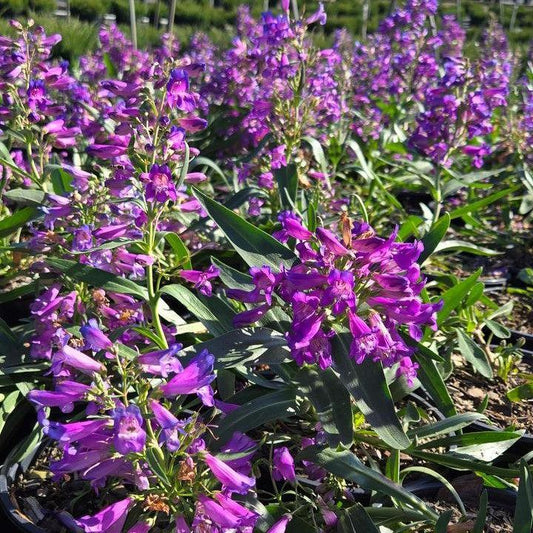 Penstemon - Pristine Blue Beardtongue