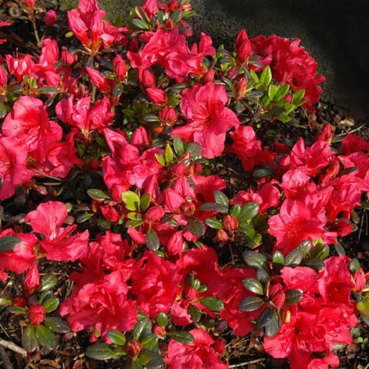 Azalea kaempferi - Johanna Azalea