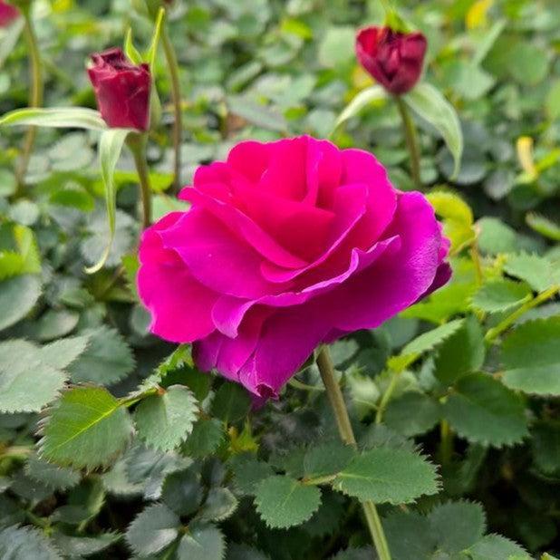 Rosa x - Showpiece™ Purple Rose