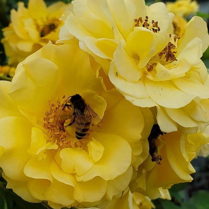 Rosa x - Rise Up® Amberness® Climbing Rose