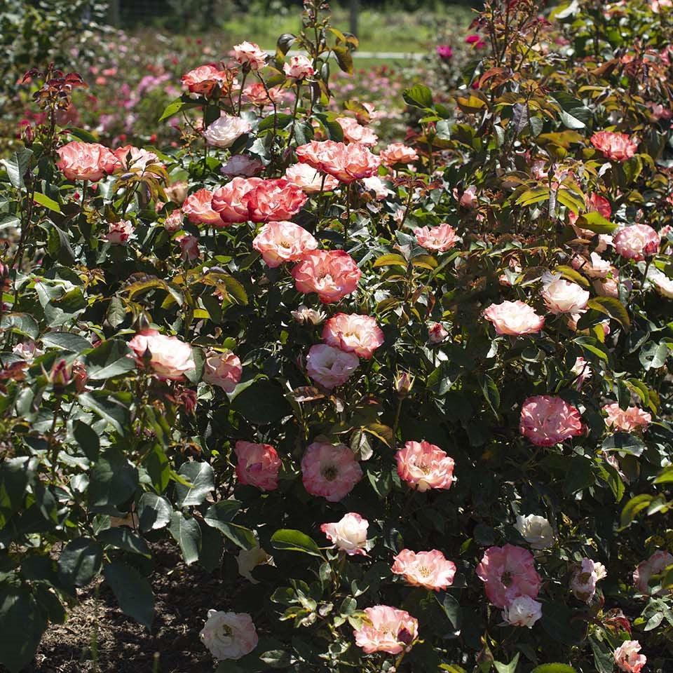 Rosa - Color Splash™ Rose