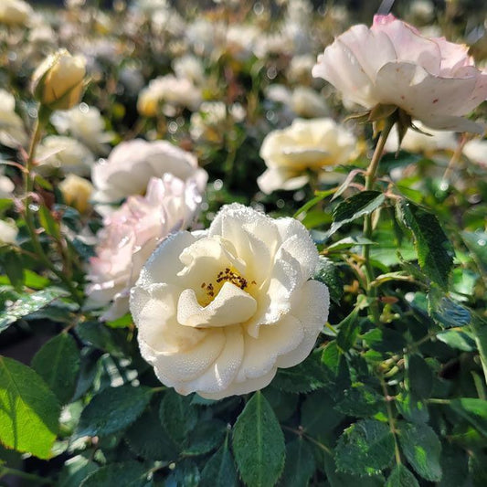 Rosa ‘Meidevi' - Buttercream Drift® Rose