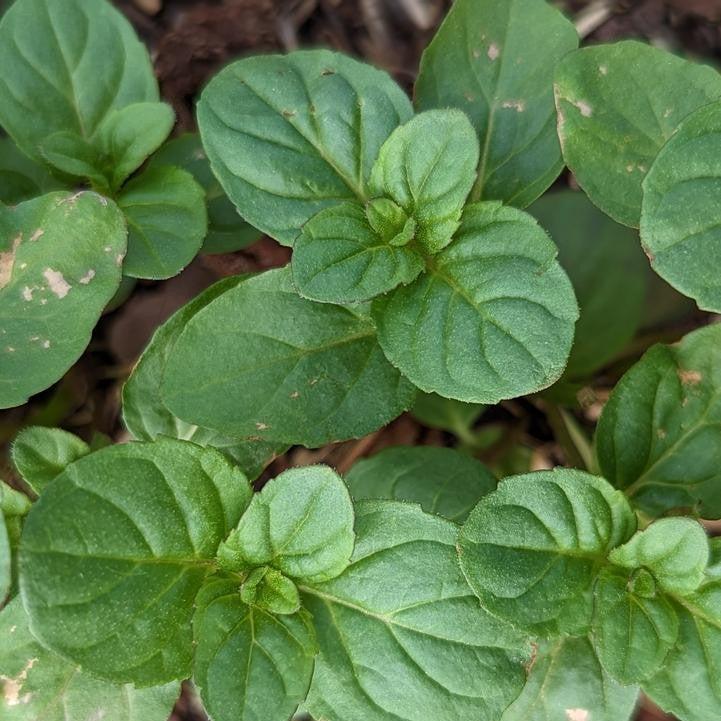 Mentha x 'Citrata' - Orange Mint