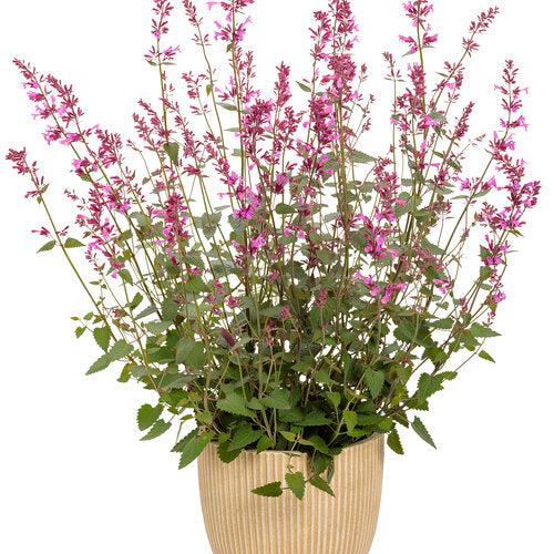 Agastache - Meant to Bee® Royal Raspberry Agastache