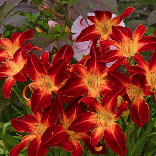Hemerocallis - Rainbow Rhythm® Ruby Spider Daylily