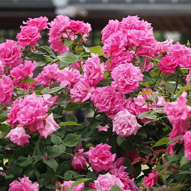 Rosa 'Zéphirine Drouhin' - Zéphirine Drouhin Rose