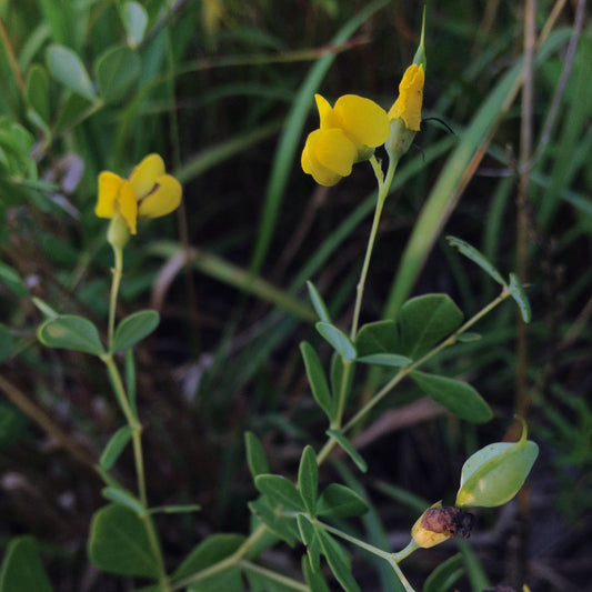 Baptisia tinctoria - Wild Indigo