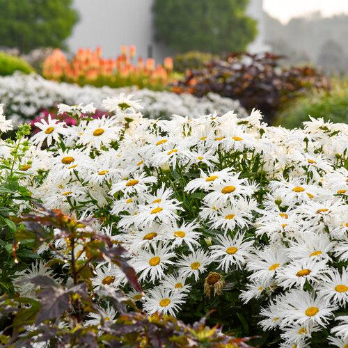 Leucanthemum superbum ’Spun Silk’ - Amazing Daisies® Spun Silk Shasta Daisy