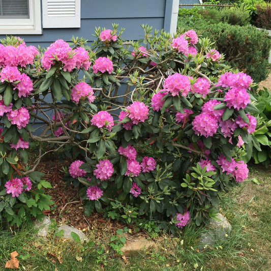 Rhododendron 'Roseum Elegans'