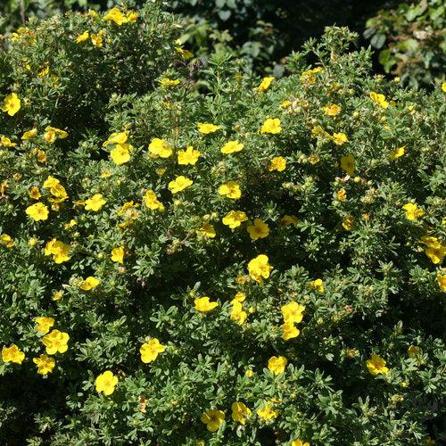Potentilla fruticosa 'Lundy' - PW® Happy Face® Yellow Potentilla