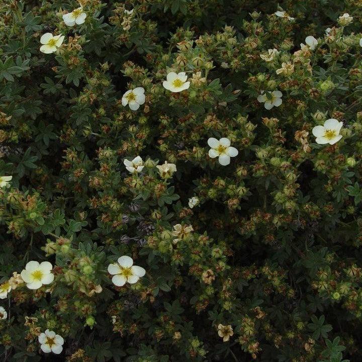 Potentilla fruticosa - Abbotswood Potentilla