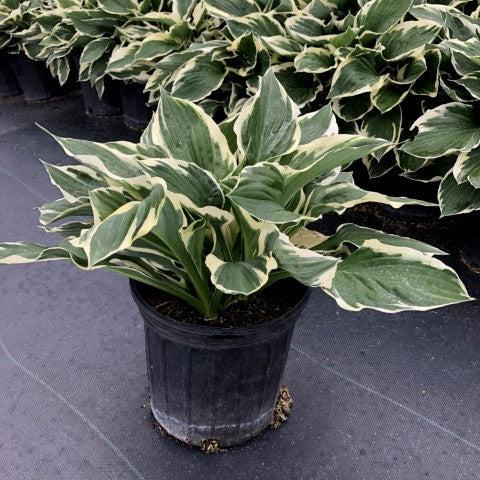 Hosta - Patriot