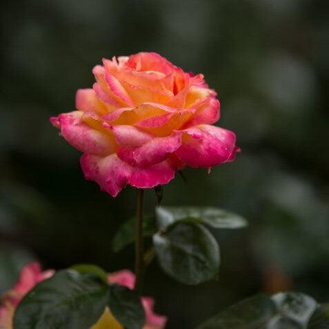 Rosa - First Edition® Love & Peace® Rose