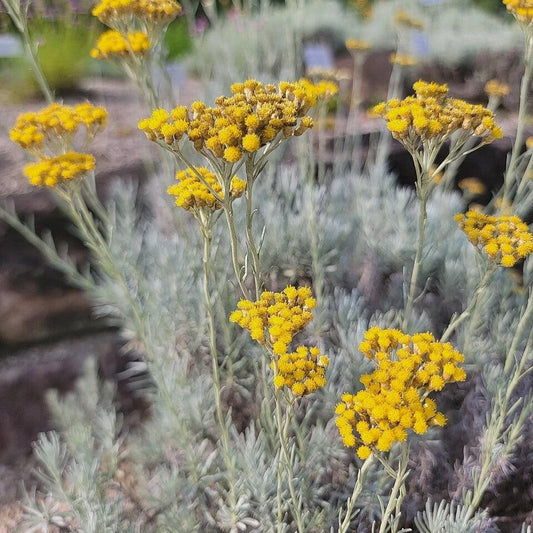 Helichrysum italicum - Curry Plant