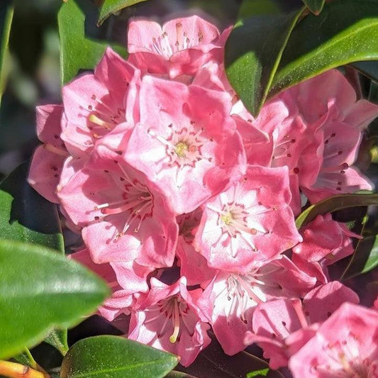 Kalmia latifolia - Bridesmaid Mountain Laurel