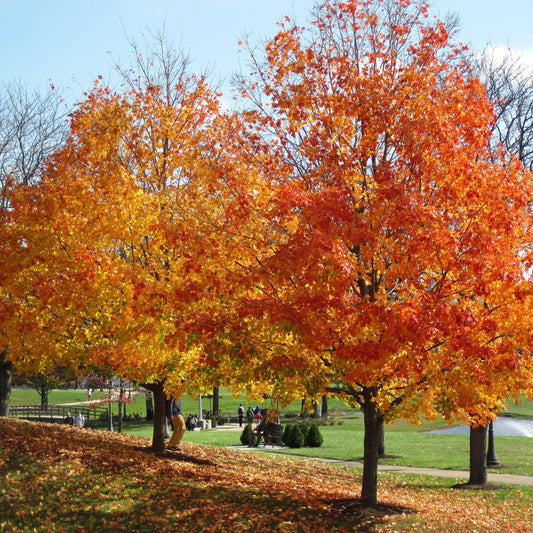 Acer saccharum - Sugar Maple