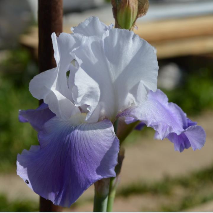 Iris germanica - Clarence Bearded Iris