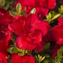 Encore® Autumn Bonfire™ Azalea