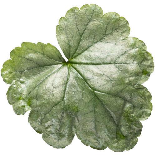 Heuchera - Dolce® Spearmint Heuchera