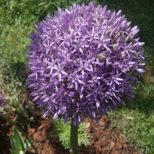 Allium - Globemaster Ornamental Onion