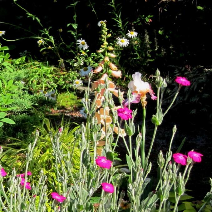 Digitalis purpurea - Dalmatian Peach Foxglove