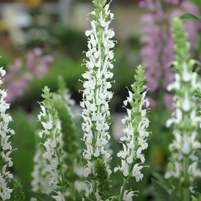 Salvia nemorosa 'Schneehügel' - Snow Hill Meadow Sage