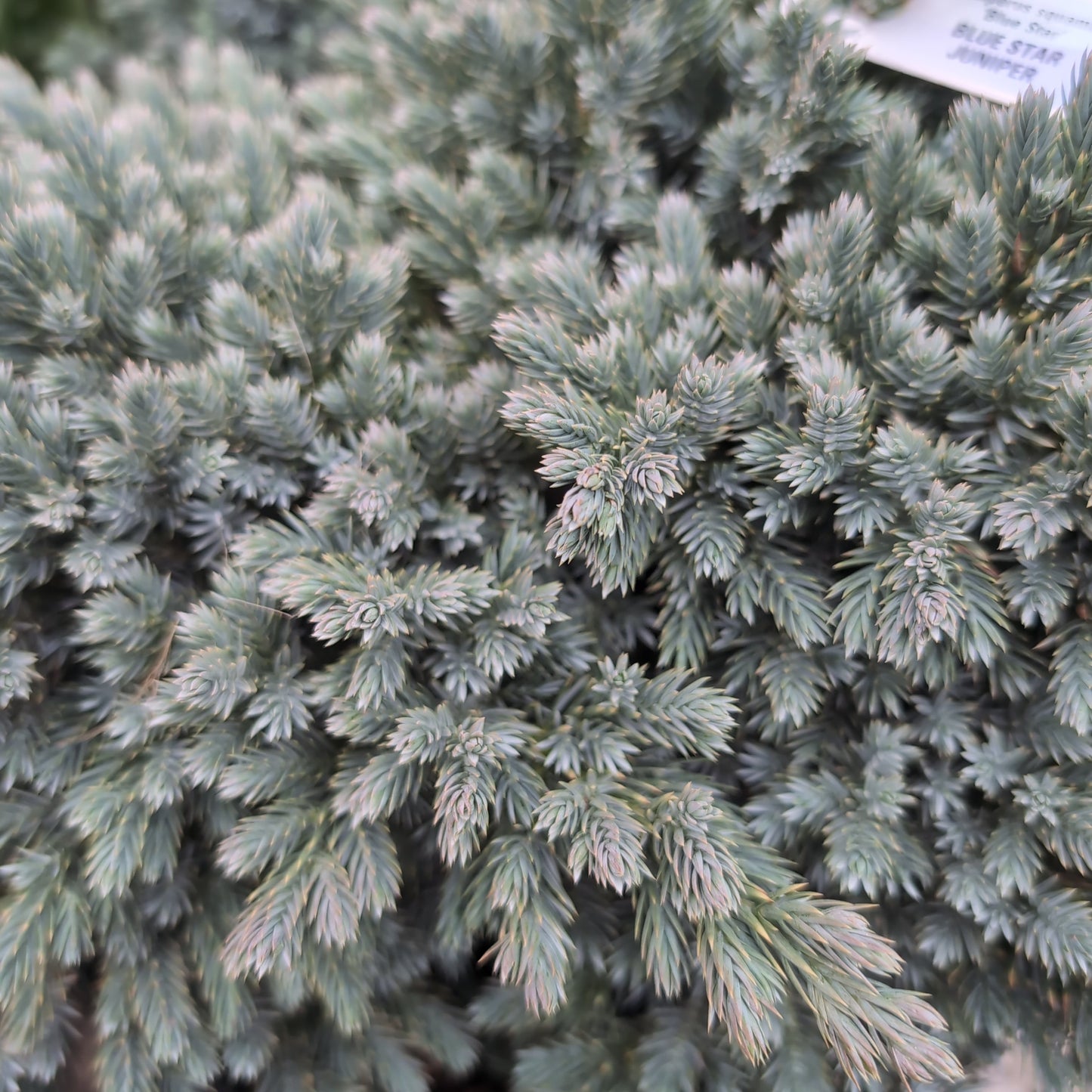 Juniperus squamata - Blue Star Juniper