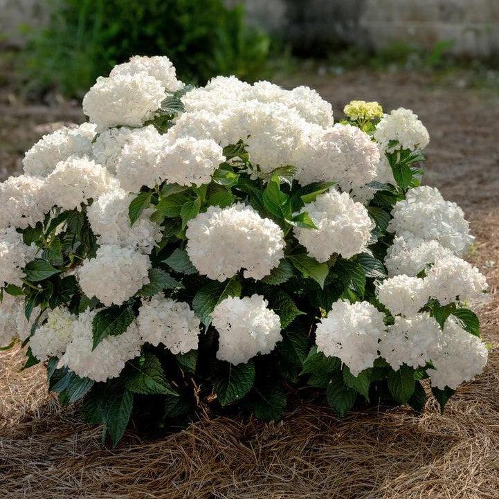 Hydrangea macrophylla - Endless Summer® Dreamcloud® Hydrangea