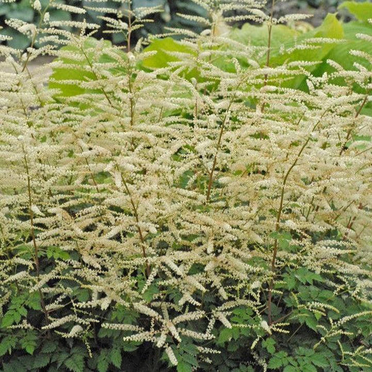Aruncus x - Misty Lace Goat's Beard