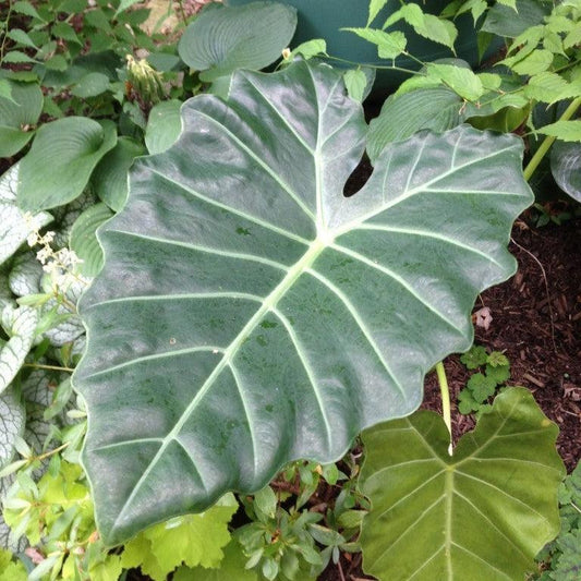 Alocasia - Masquerade™ Mayan Mask Alocasia