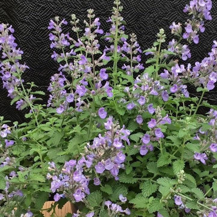 Nepeta x faassenii - SylvesterBlue™ Catmint