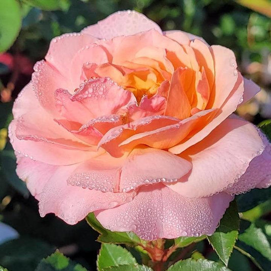 Rosa - Easy Elegance® Calypso Rose