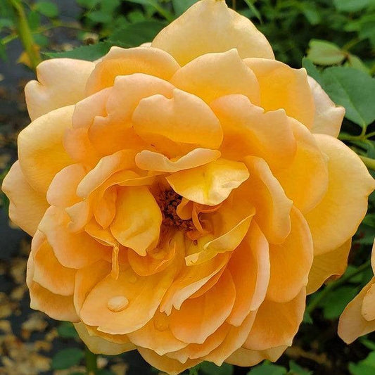 Rosa - Lady of Shalott Rose