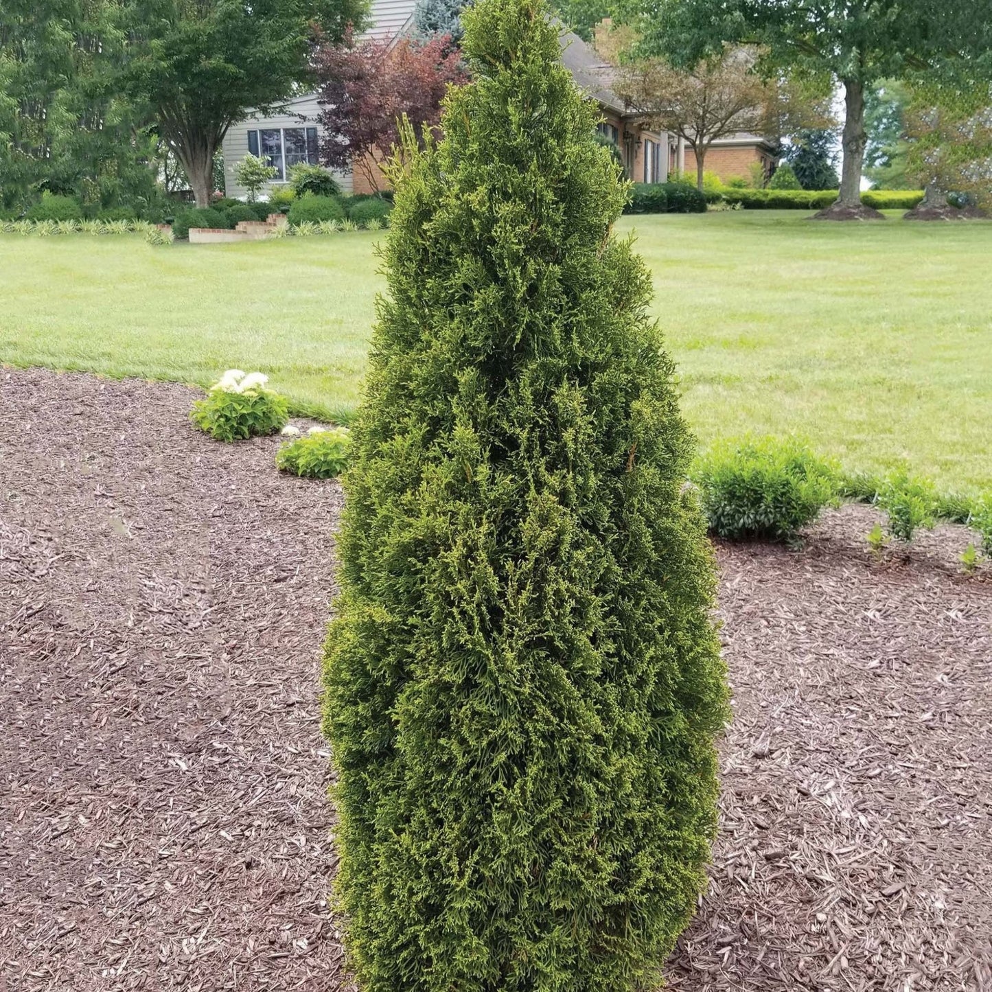 Thuja occidentalis - Emerald Squeeze™ Arborvitae