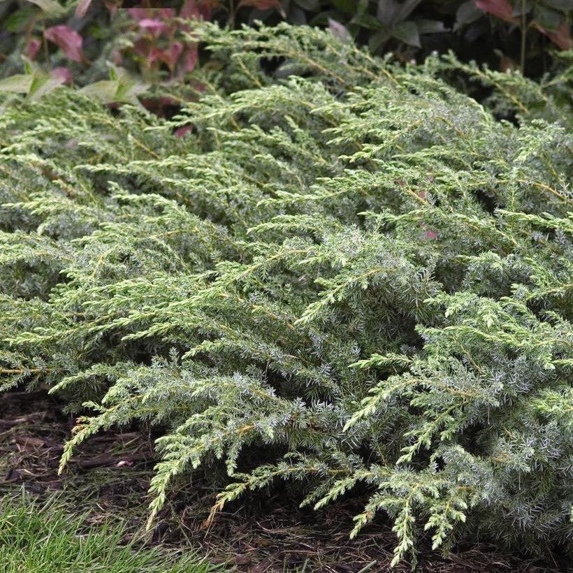 Juniperus communis 'Amidak' - Blueberry Delight Juniper