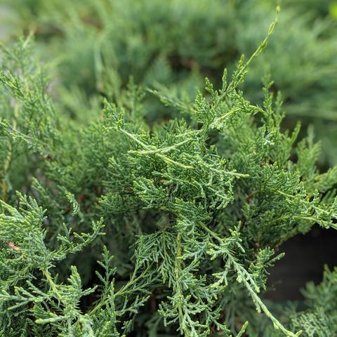 Juniperus virginiana - Grey Owl Juniper