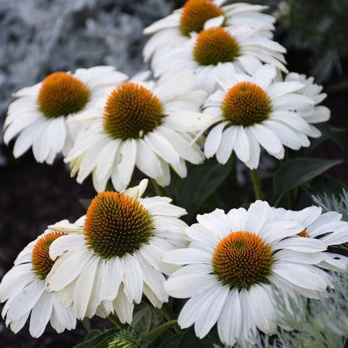 Echinacea - PW® Color Coded® The Price is White Echinacea