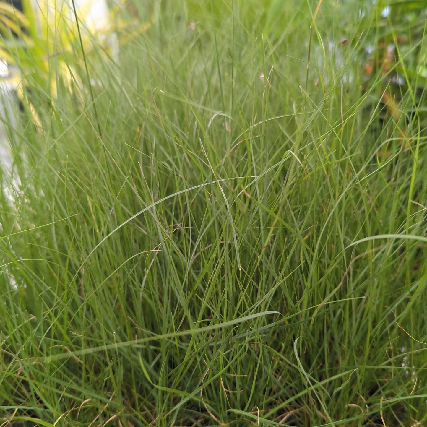 Bouteloua gracilis - Blue Grama, Mosquito Grass