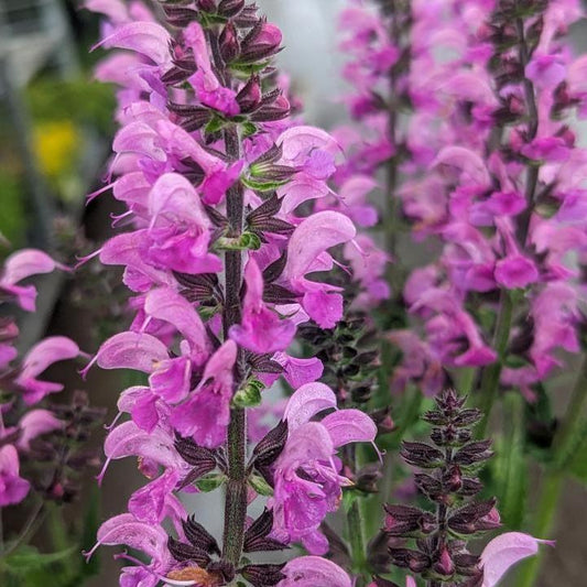 Salvia - Color Spires® Back to the Fuchsia Salvia