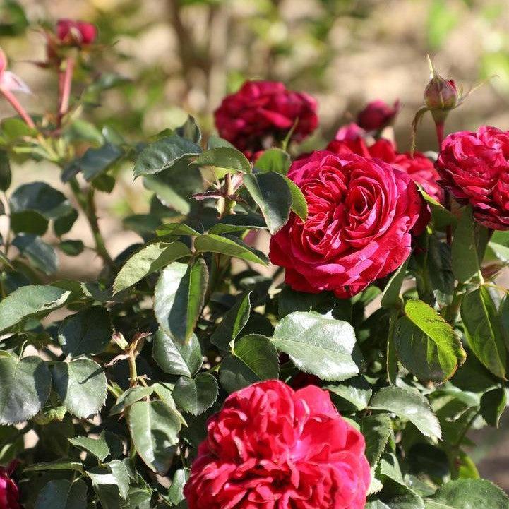 Rosa - True Endearment Rose