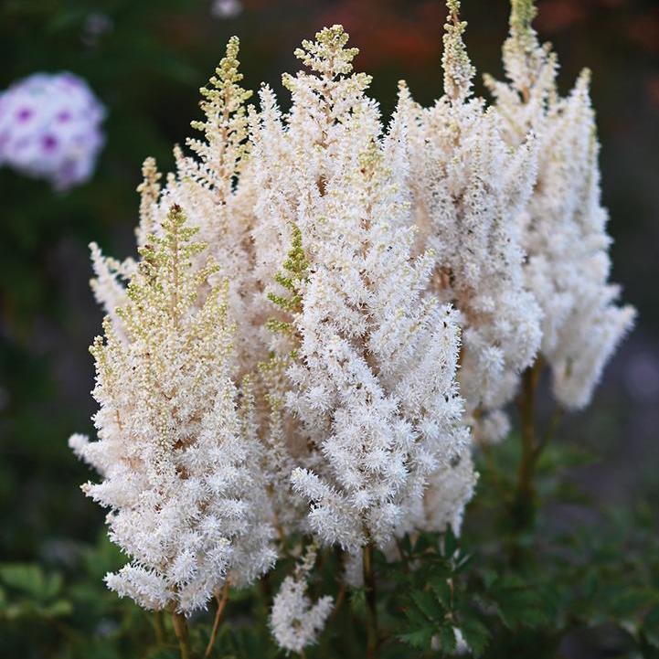 Astilbe chinensis - You And Me Together Astilbe