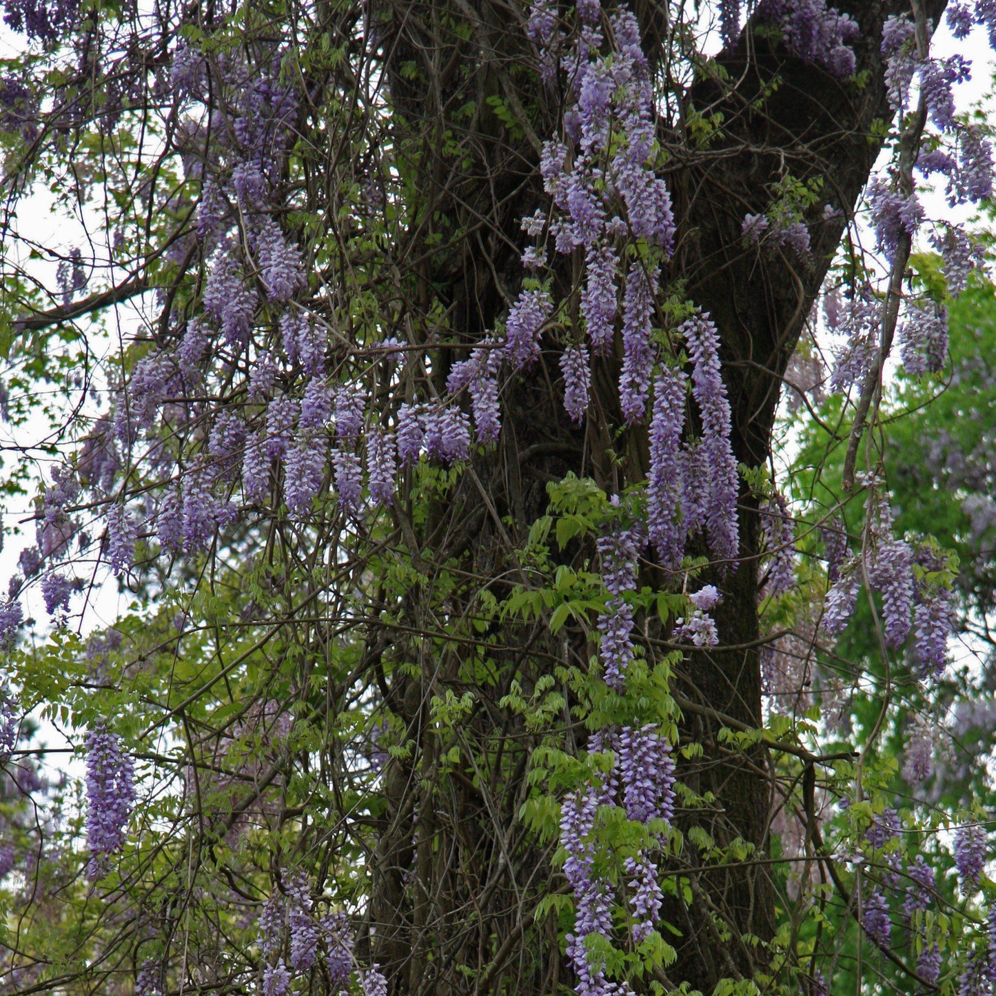 Wisteria frutescens - Amethyst Falls Wisteria