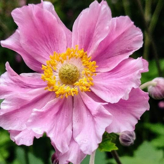 Anemone hupehensis - Fantasy™ Pocahontas Anemone