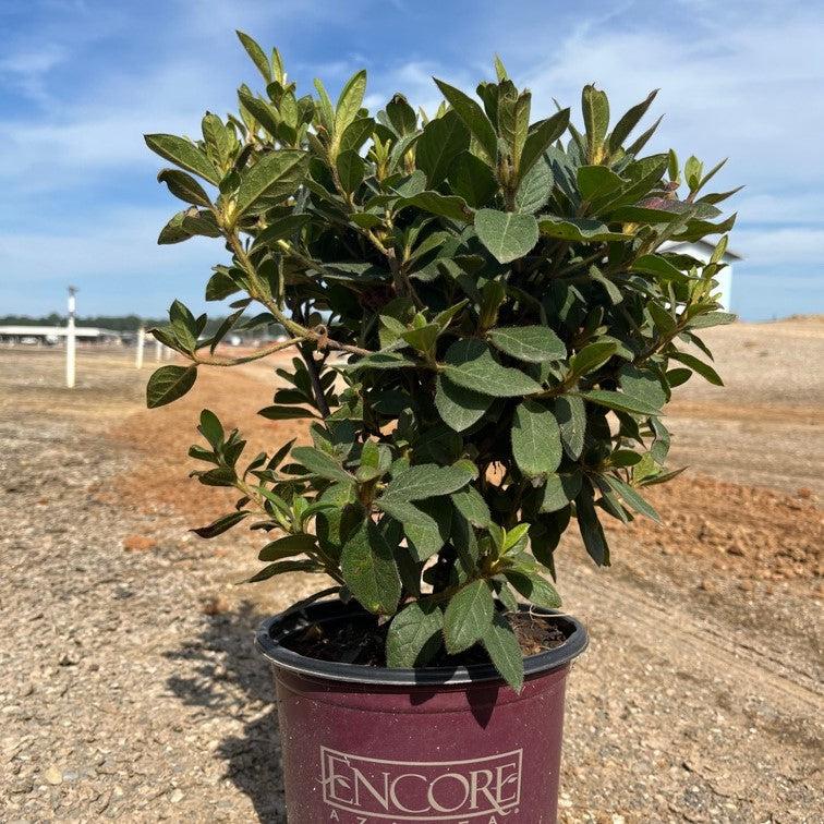 Encore® Autumn Royalty™ Azalea