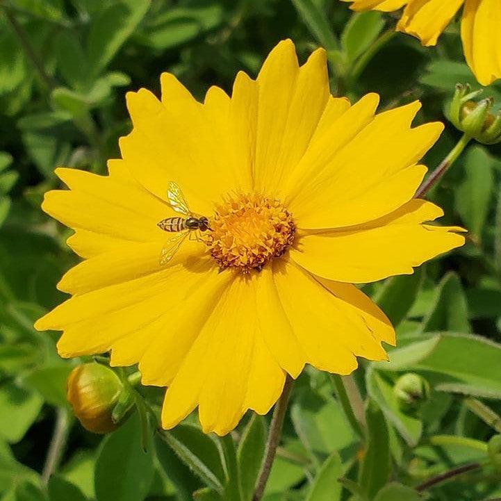 Coreopsis pubescens - Sunshine Superman Star Tickseed
