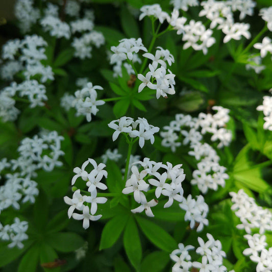 Galium odoratum - Sweet Woodruff