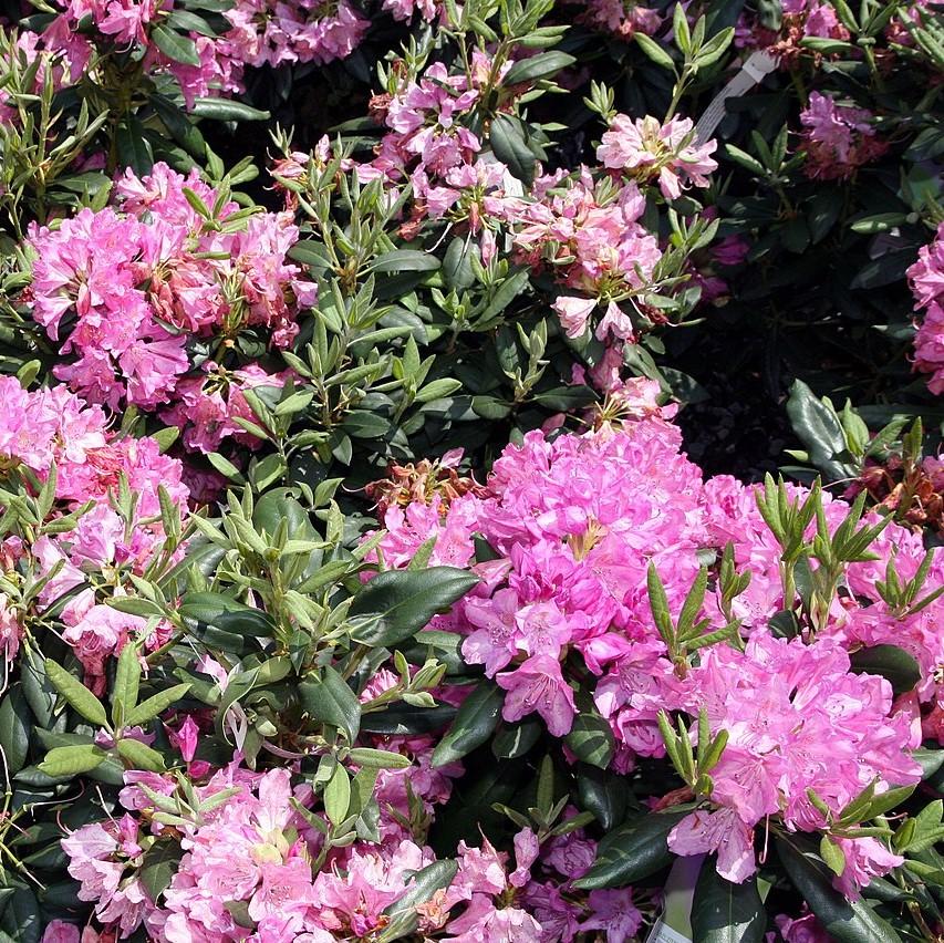 Rhododendron 'Roseum Elegans'