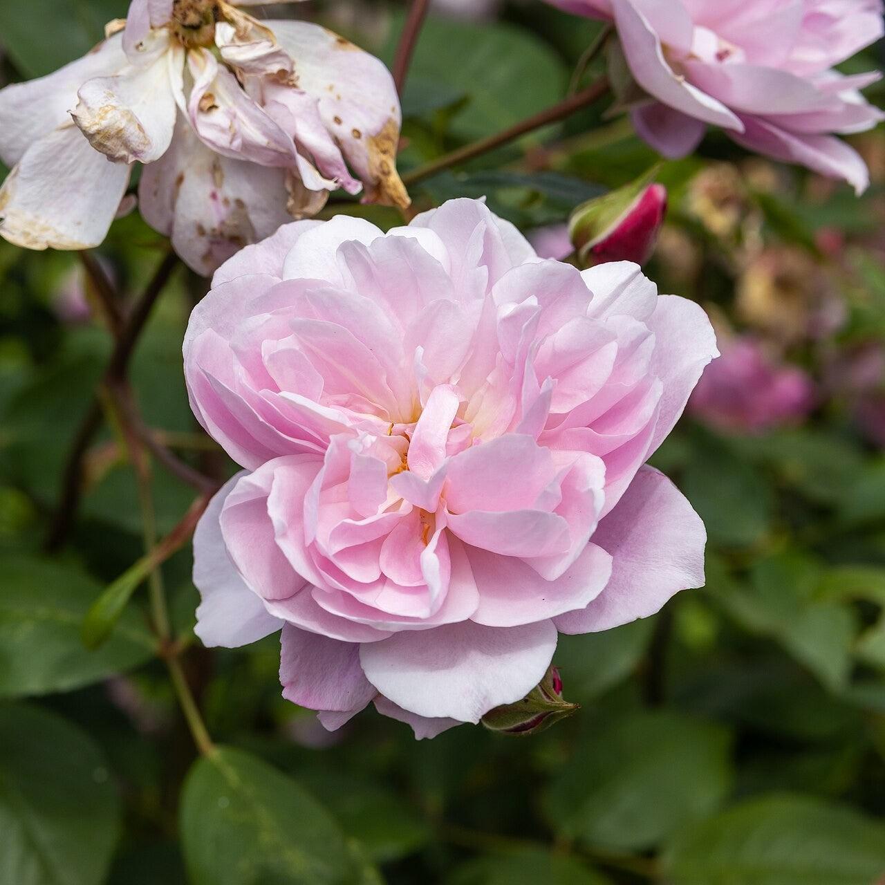 Rosa - Mary Delany® Climbing Rose