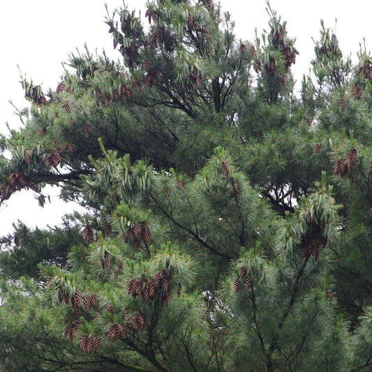 Pinus strobus - White Pine